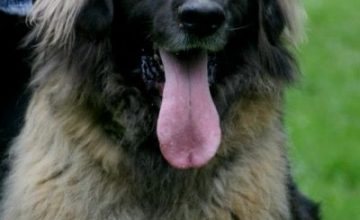 I prossimi appuntamenti per il Leonberger.