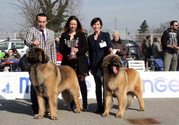 ECC CAC BOB: USPEH IZ GALKINA GNEZDA - ECC CAC MIGLIOR FEMMINA: BIANCA DEI PAPILOVIT