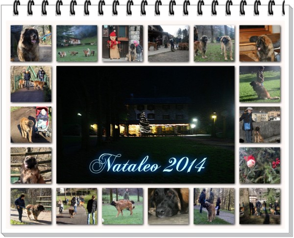 Nataleo 2014