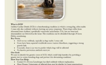 SUDDEN CARDIAC DEATHS IN LEONBERGER: WEBINAR 22/01/2025