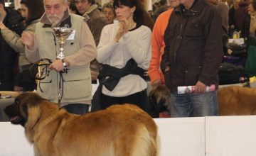 Mostra Internazionale Speciale Leonberger di Verona