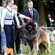 Campionato Sociale Tedesco