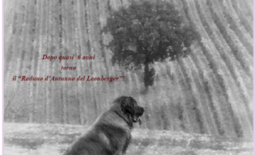 Raduno D’ Autunno del Leonberger