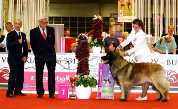 Campioni del Mondo 2013  al World Dog Show di Budapest.